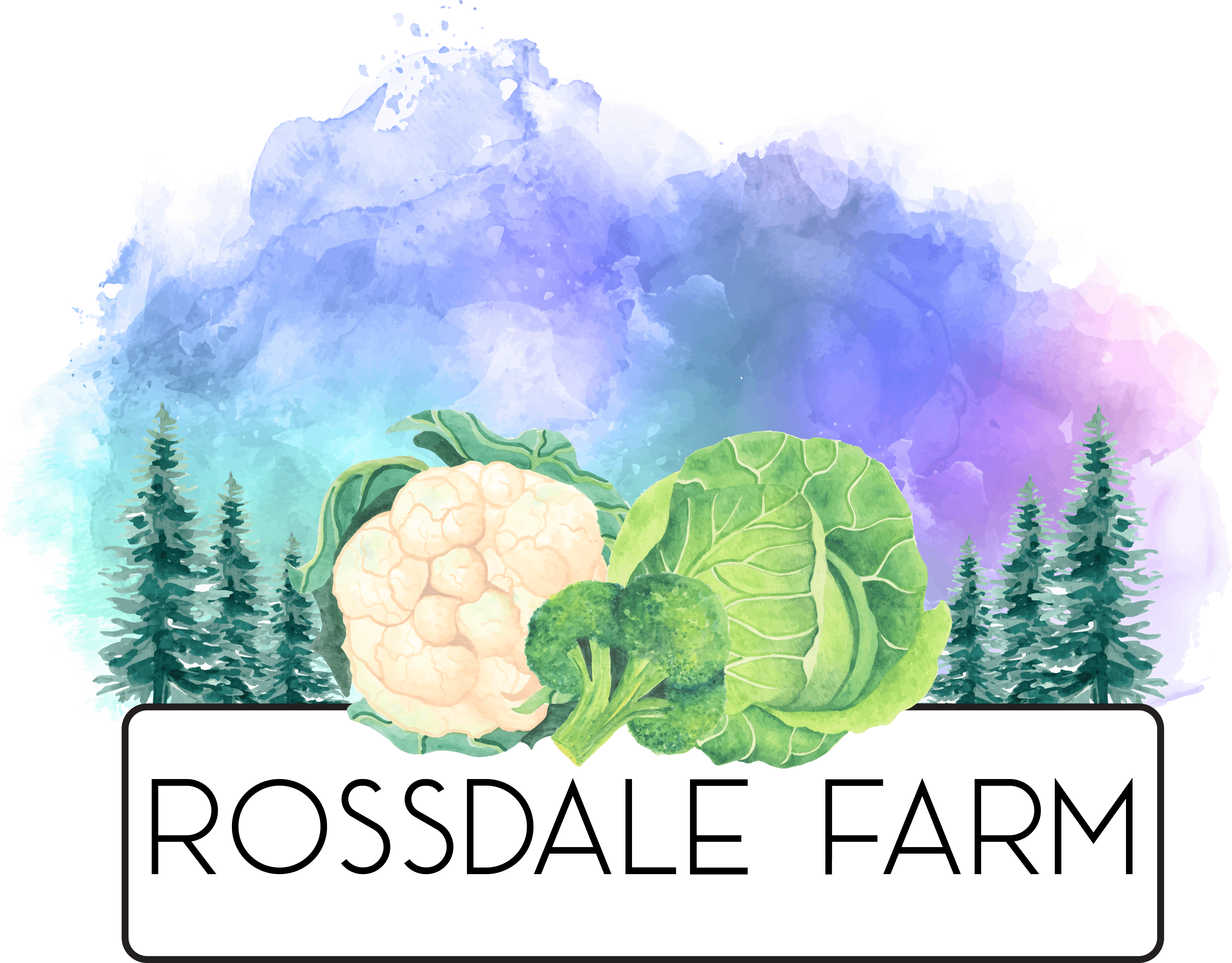 Alberta producer of cabbage, broccoli and cauliflower