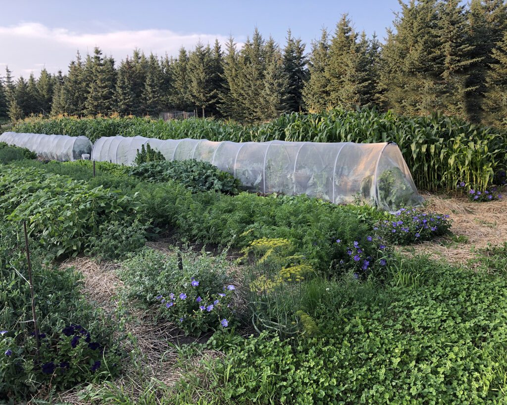 Rossdale Farm's no till garden in 2019.