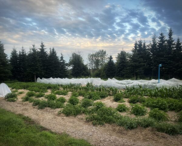 Rossdale Farm uses no till gardening which is a sustainable agriculture practice.